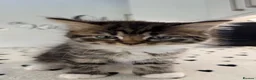 Mixed Breed cats for sale: RAGDOLL Mix stunning kittens!! - Advert 1