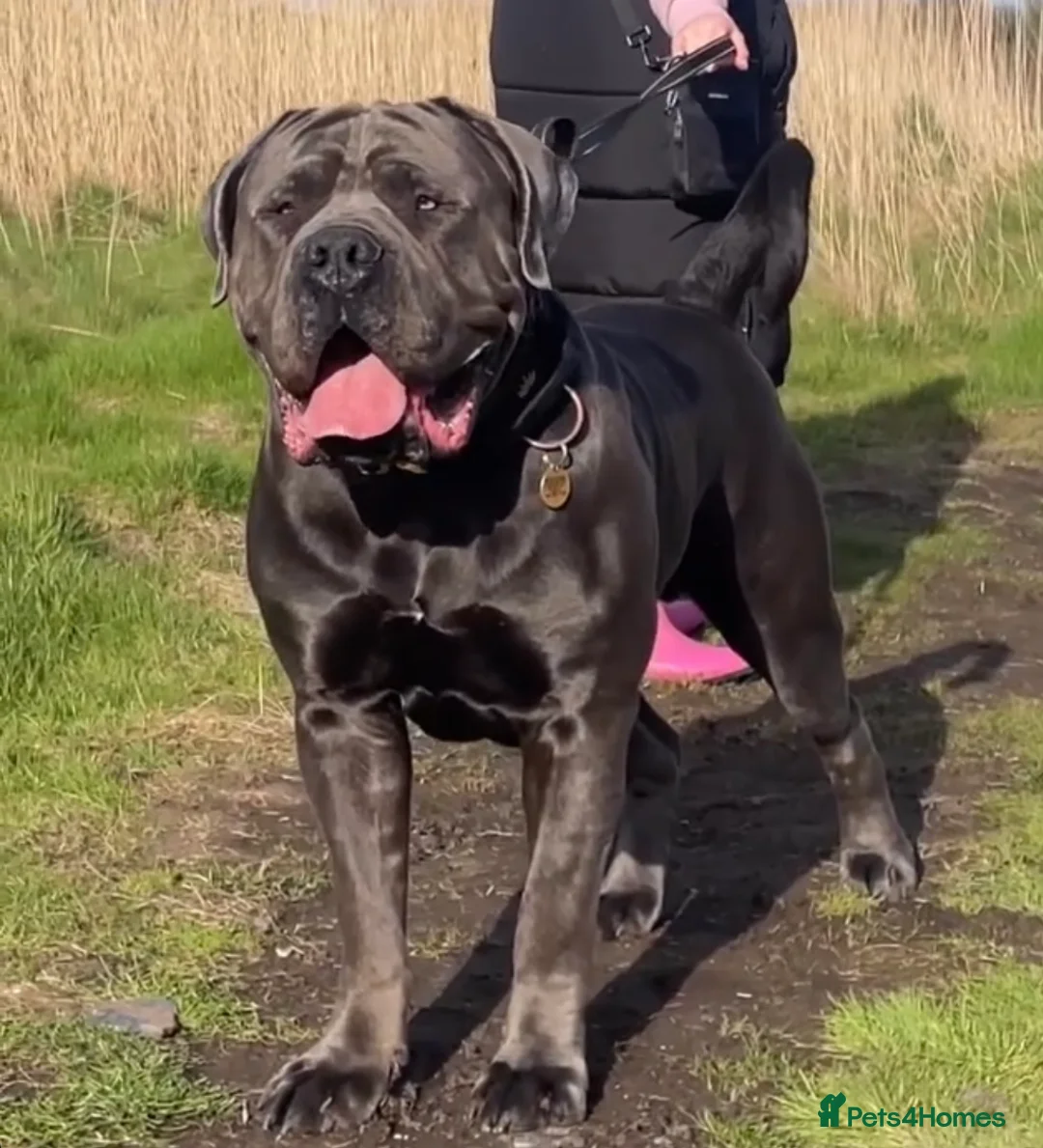 Boerboel dogs for stud: Imperial Health Tested & Champion Stud in Eastleigh - Advert 11