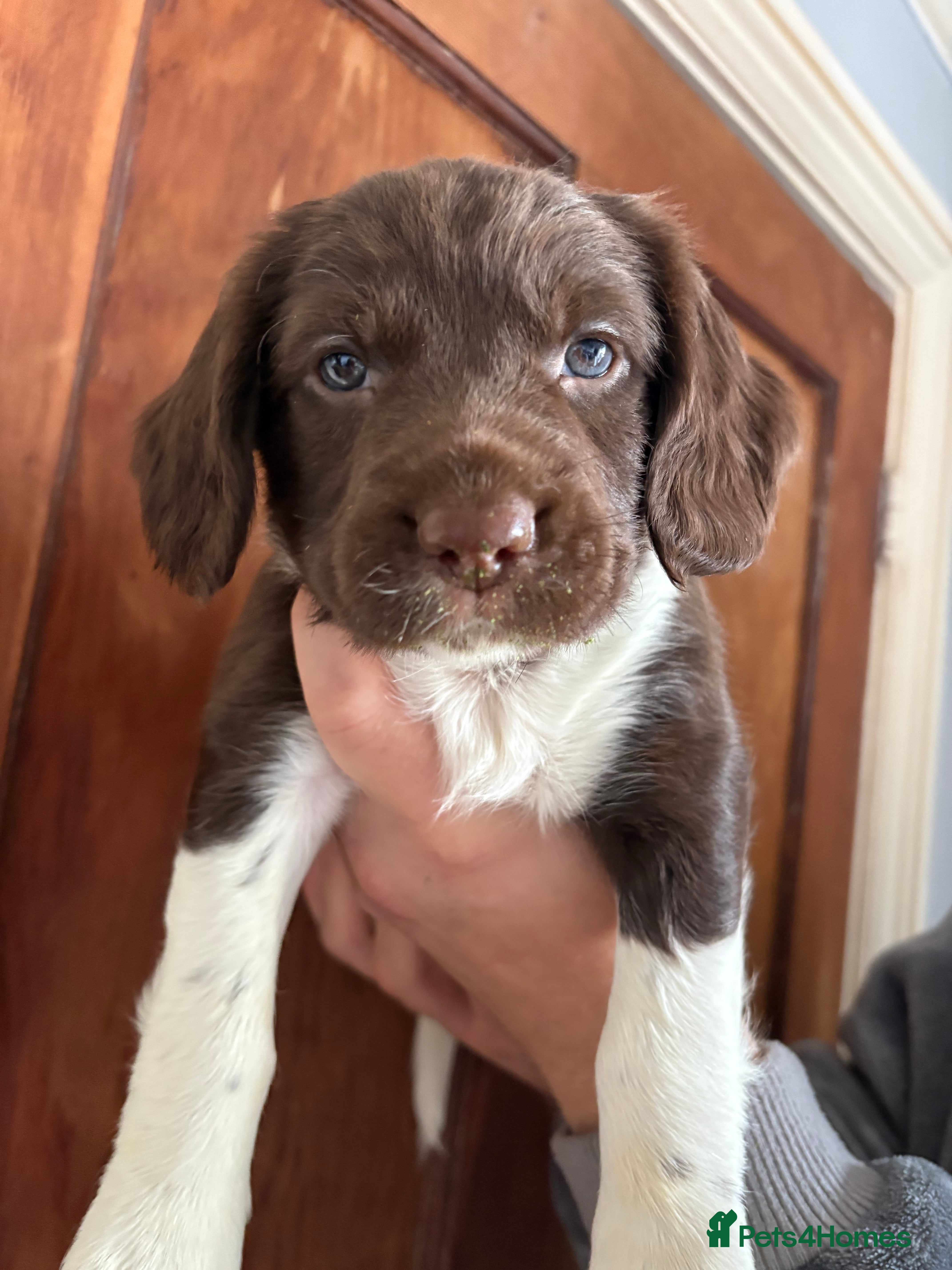 English Springer Spaniel dogs Beautiful litter of KC REG Puppies - Advert 18