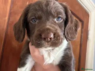 English Springer Spaniel dogs Beautiful litter of KC REG Puppies - Advert 18