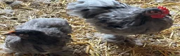 Hens poultry for sale: Pekin hens - Advert 7