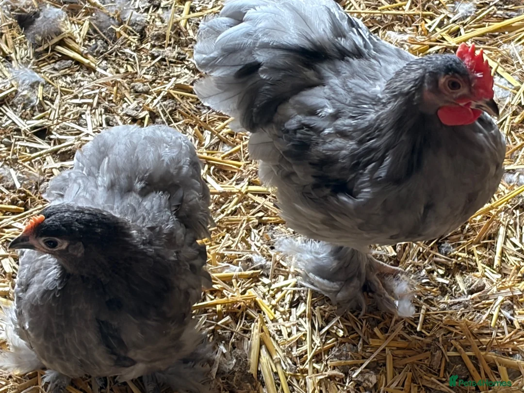 Hens poultry for sale: Pekin hens - Advert 7