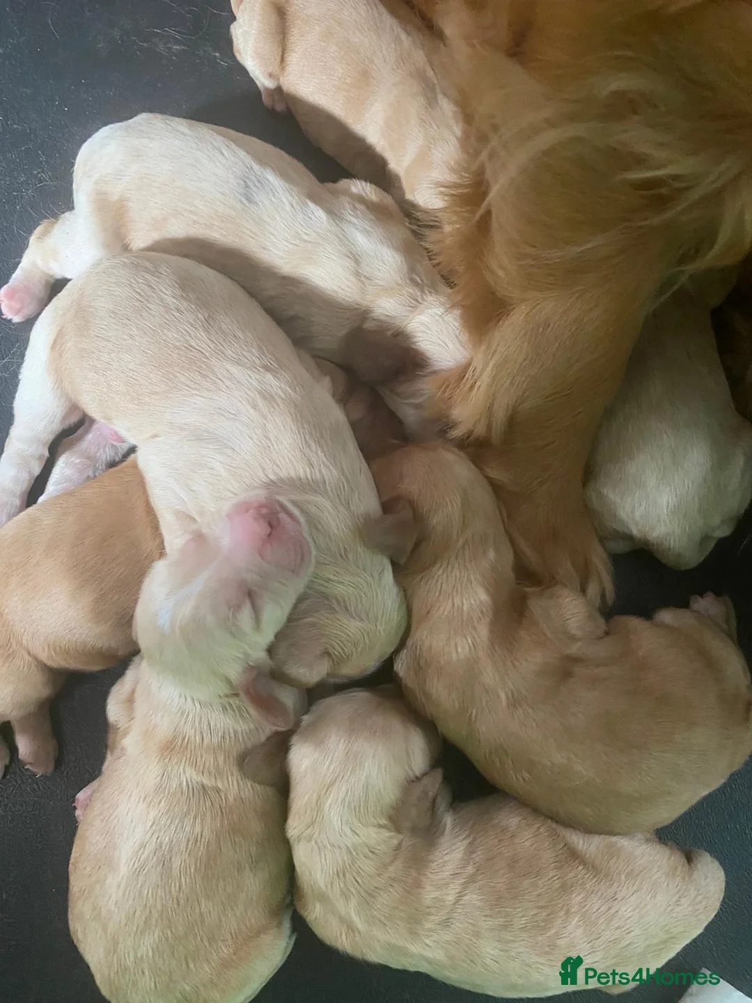 Cockapoo dogs for stud: Proven F1 cockerpoo for Stud in Sutton-in-Ashfield - Advert 10