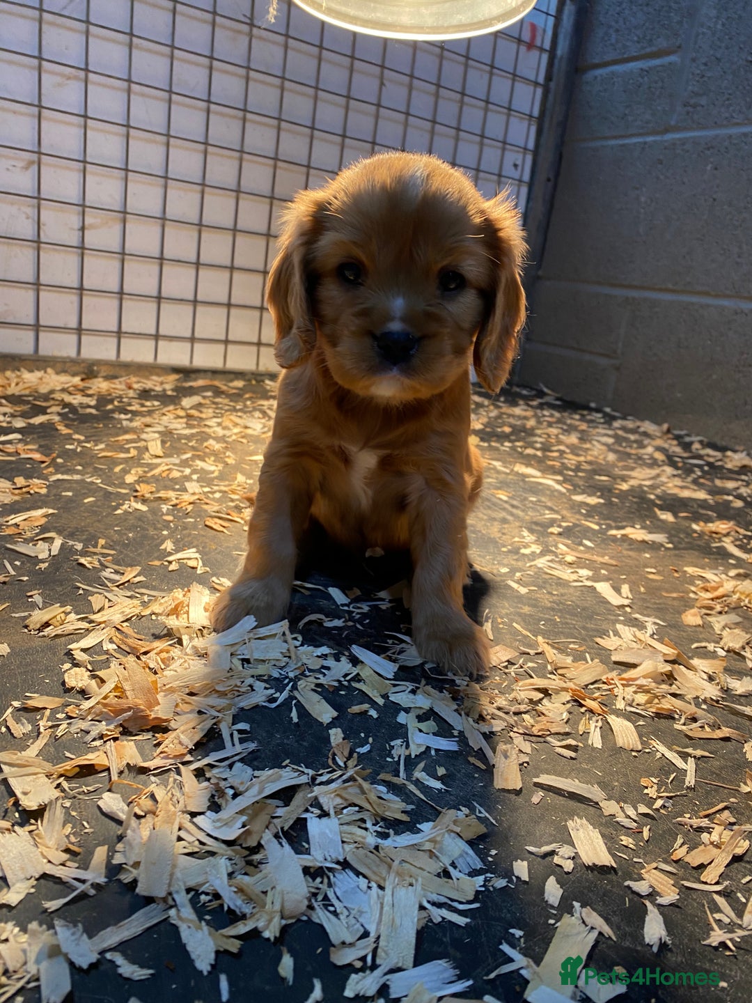 Cavalier King Charles Spaniel dogs for sale: 🐶🐶 Beautiful Cavalier King Charles Spaniel pupps - Advert 25