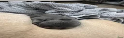 French Bulldog dogs for sale: French bulldog female  - Advert 11