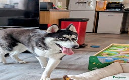 Siberian Husky dogs for sale: Krypto- 1yr Husky, Friendly, Goofy boy. Offers ok - Image 14