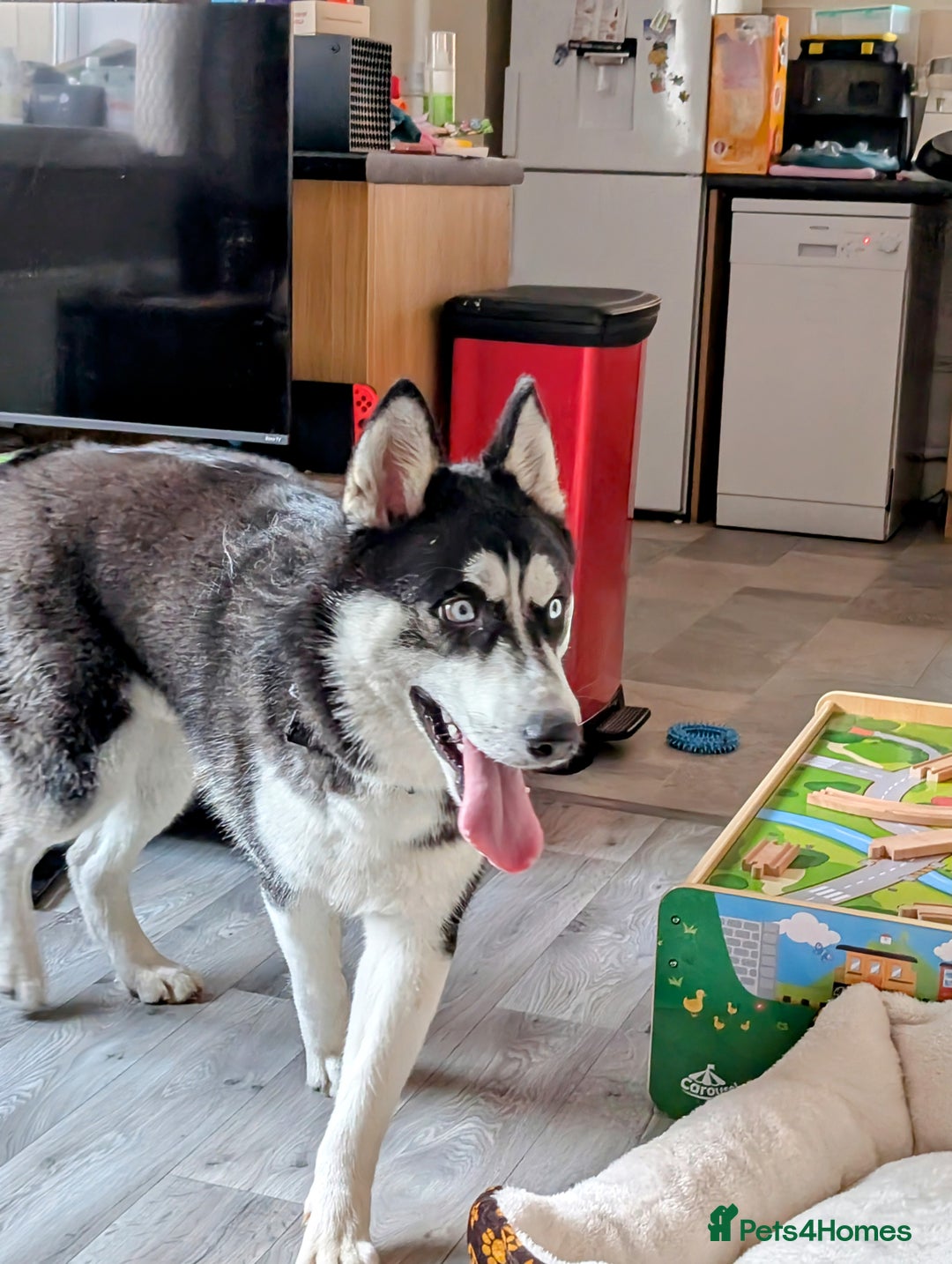 Siberian Husky dogs for sale: Krypto- 1yr Husky, Friendly, Goofy boy. Offers ok - Image 14