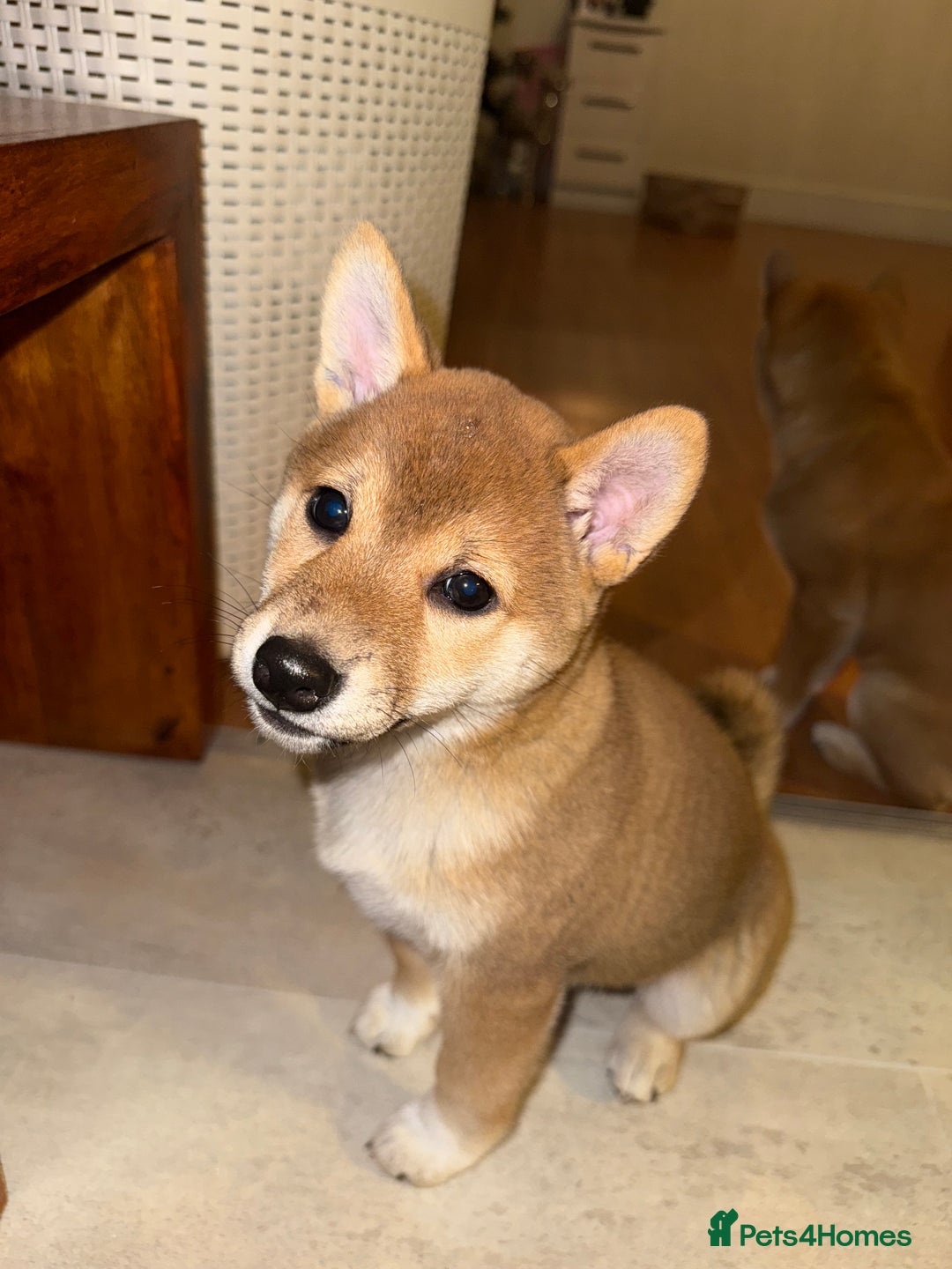 Japanese Shiba Inu dogs for sale: Japanese Shiba Inu 🇯🇵🩷 - Advert 1