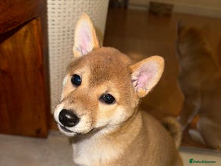 Japanese Shiba Inu dogs Japanese Shiba Inu 🇯🇵🩷 - Advert 1