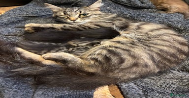 Mixed Breed cats - Advert 8