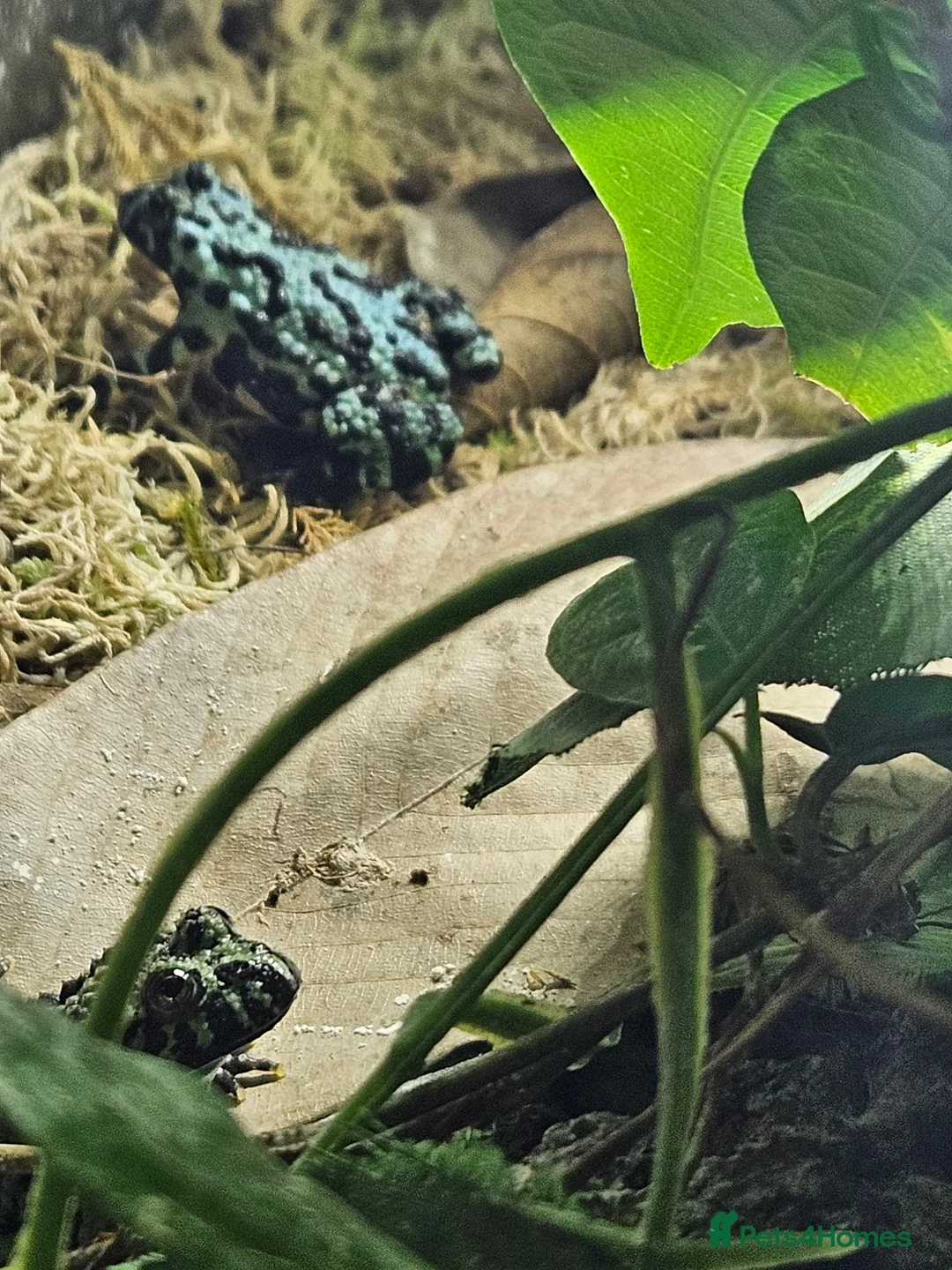 Toad reptiles for sale: Asian firebellied toads breeding colony 5 in total - Advert 2