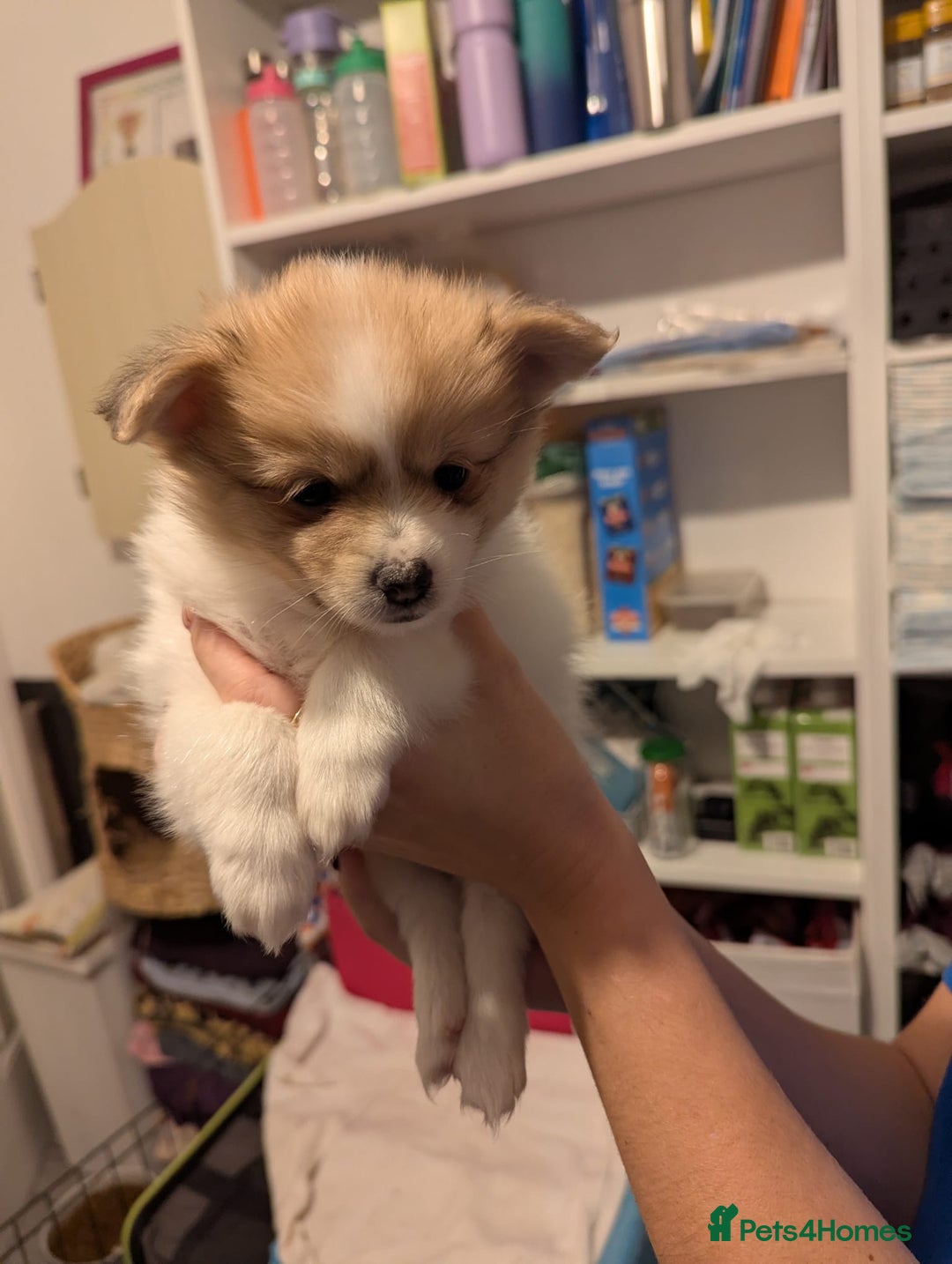 Pomeranian dogs for sale: Beautiful pom puppies - Advert 21