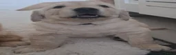 Golden Retriever dogs for sale: 1 KC girl ready for a new home! - Advert 14