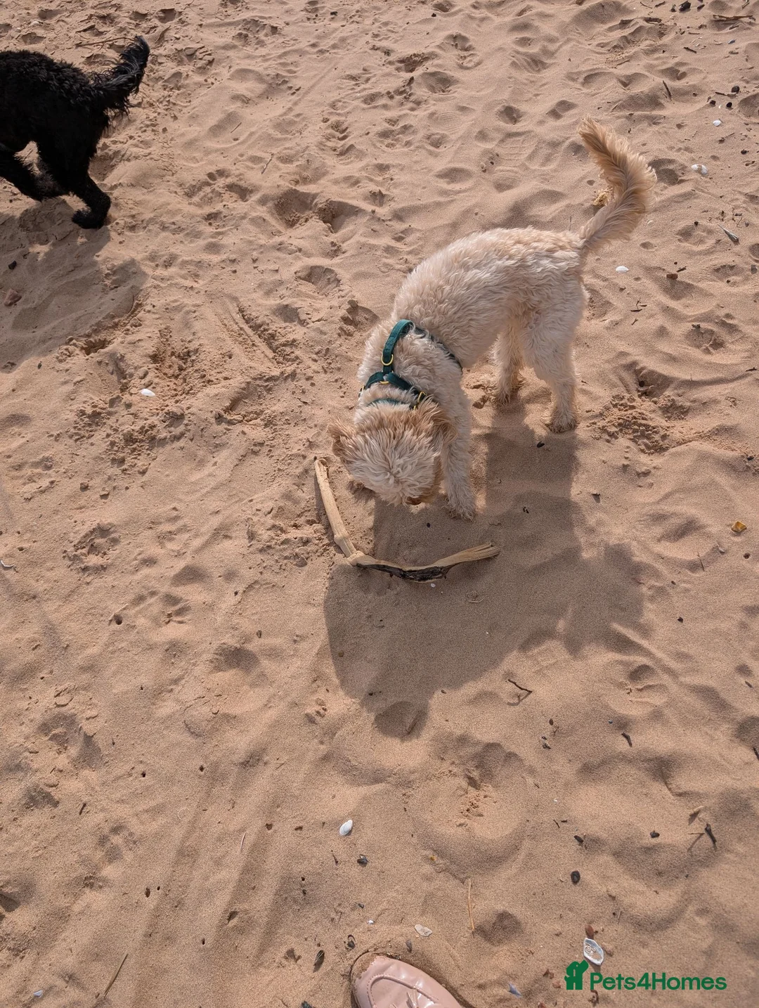 Cockapoo dogs for sale: 2 x Cockapoos - Advert 10
