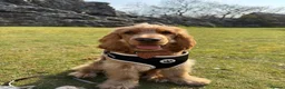 Cocker Spaniel dogs for sale: 10 month old Show cocker spaniel  - Advert 1