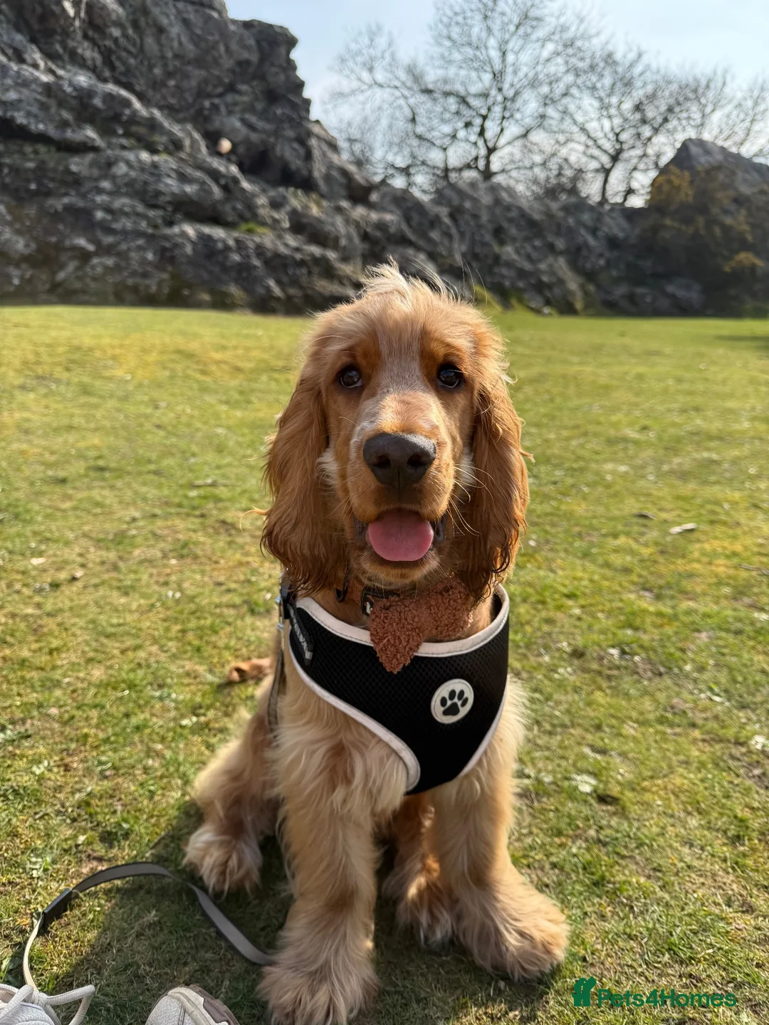 Cocker Spaniel dogs for sale: 10 month old Show cocker spaniel  - Advert 1