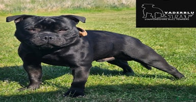 Staffordshire Bull Terrier dogs - Advert 2