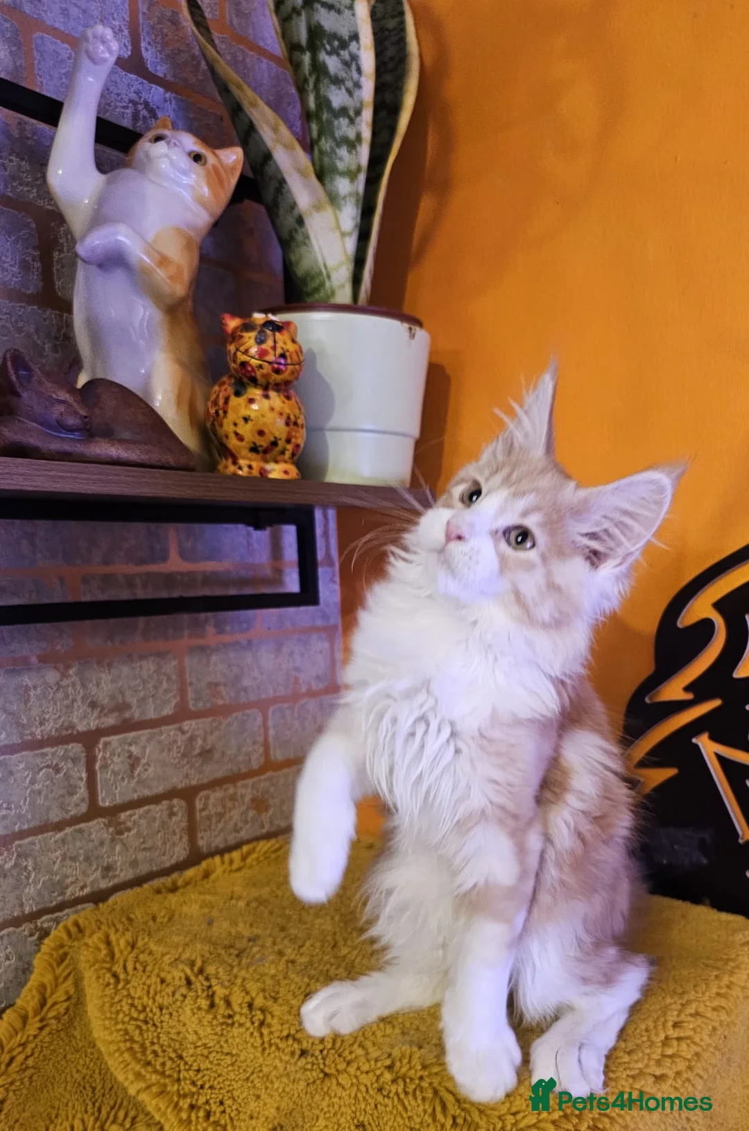 Maine Coon cats for sale: BEAUTIFUL MAINE COON KITTENS FOR SALE - Advert 19