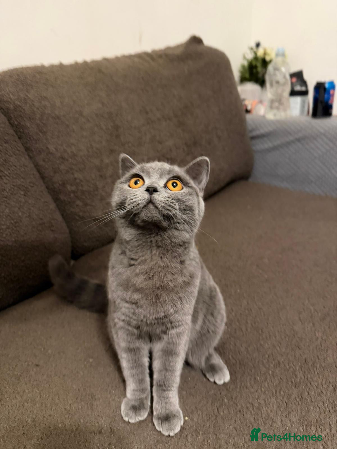 British Shorthair cats 6 Month Old British Shorthair – Friendly & Loving - Advert 1