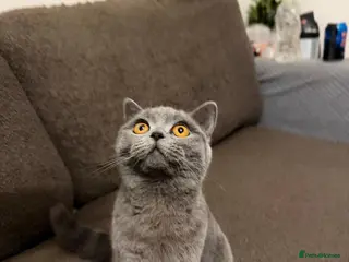 British Shorthair cats 6 Month Old British Shorthair – Friendly & Loving - Advert 1