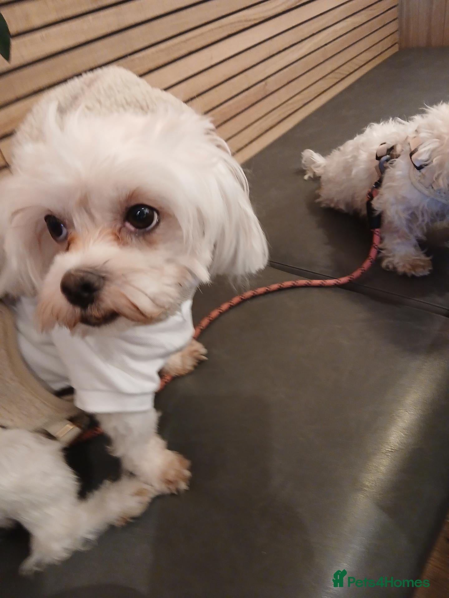 Mixed Breed dogs for sale: beautiful Maltes/Lhasa apso  - Advert 2