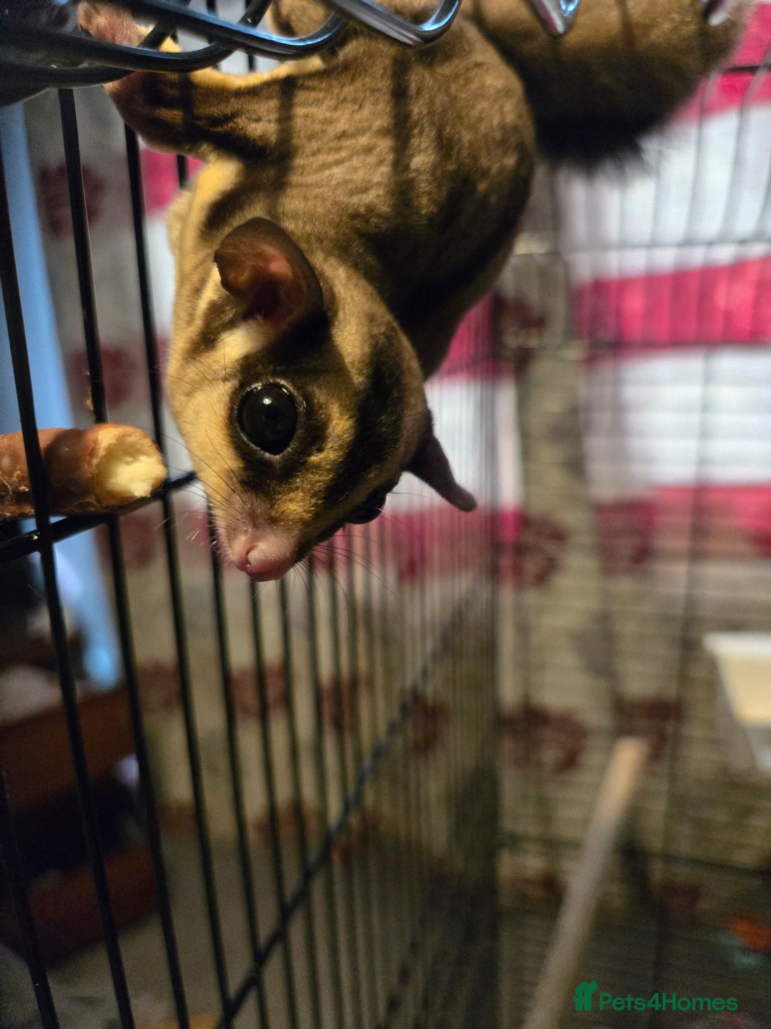 Sugar Glider rodents Sugar glider and accessories - Advert 2