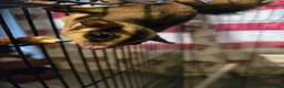 Sugar Glider rodents for sale: Sugar glider and accessories in Leeds - Advert 1