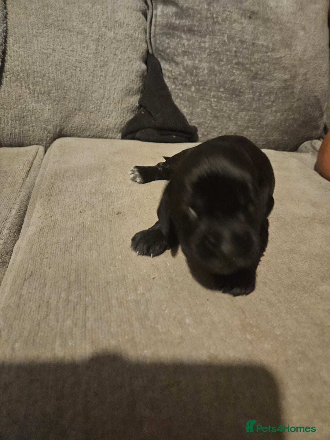 Cocker Spaniel dogs for sale: Beautiful cocker spaniel pups - Image 4