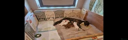 Boxer dogs for sale: Beutiful litter of boxer puppies  - Advert 8