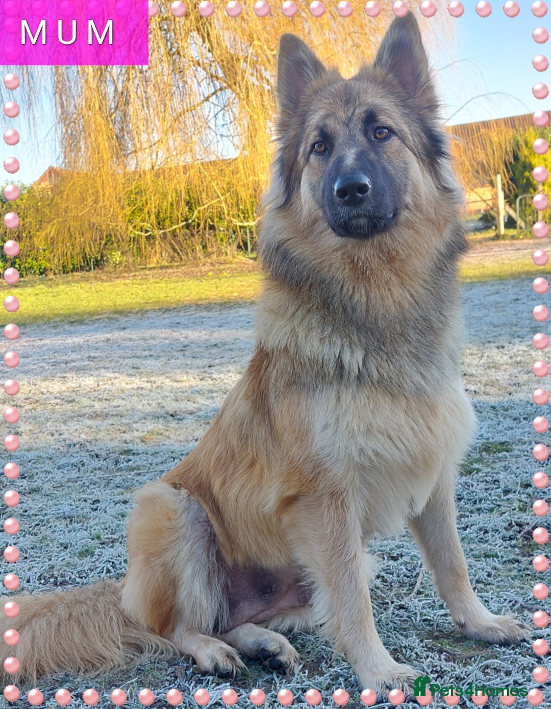 German Shepherd dogs 7  beautiful german shephered pups  - Advert 2