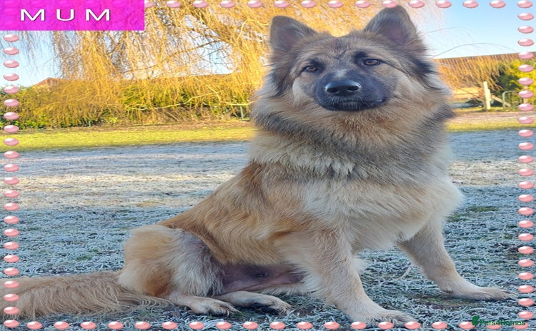 German Shepherd dogs - Advert 5