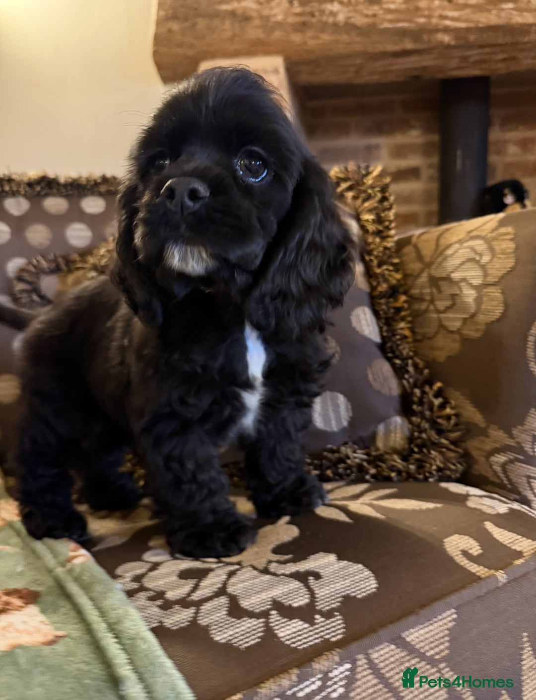 American Cocker Spaniel dogs for sale: Stunning KC American Cocker Spaniel  - Advert 6