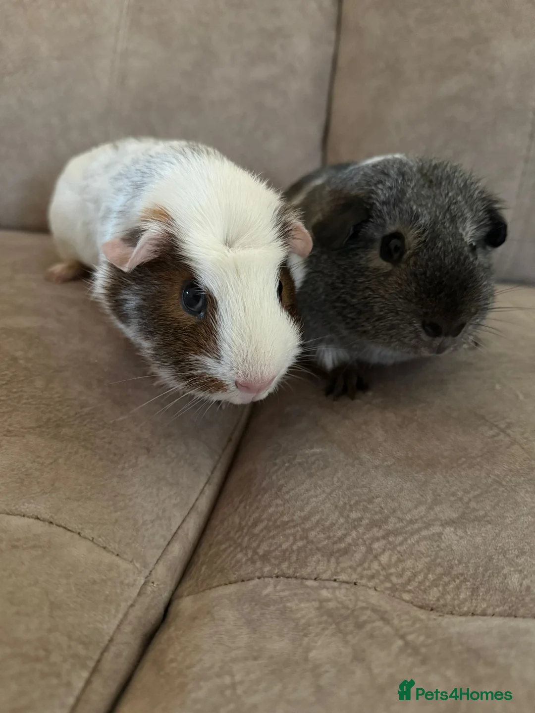 Guinea Pig rodents for sale: 2 Male Guinea Pigs in London - Advert 3