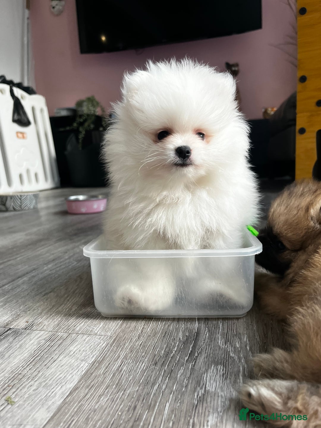 Pomeranian dogs for sale: Tiny Pomeranian Girl Puppy READY NOW - Image 7