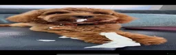 Cavapoo dogs for sale: Beautiful Extensively Health Tested F1 Cavapoos🐶 - Advert 15