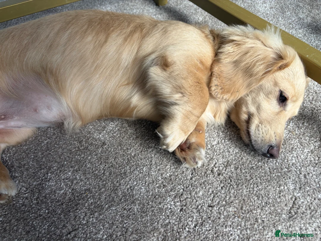 Miniature Dachshund dogs for sale: KC Female Cream Miniature Dachshund 7 months  - Advert 2