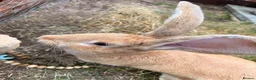 Continental Giant rabbits for sale: Giant continental  in Swindon - Advert 1