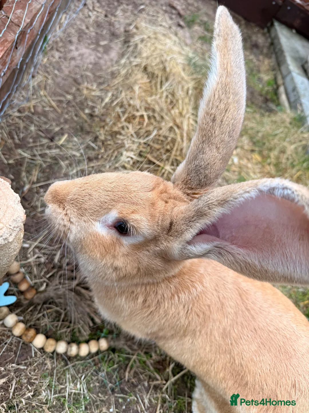 Continental Giant rabbits for sale: Giant continental  in Swindon - Advert 1