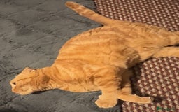 Scottish Fold cats for sale: Rio (Scottish fold) - Image 4