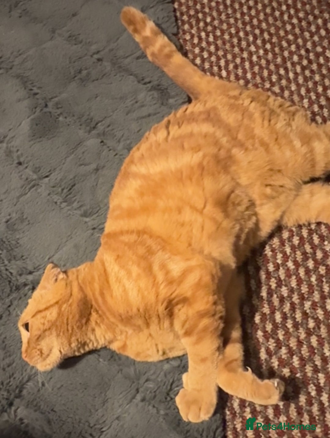 Scottish Fold cats for sale: Rio (Scottish fold) - Image 4