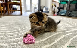 Scottish Fold cats for sale: Scottish Fold Kittens ( only 2 left ) - Image 8