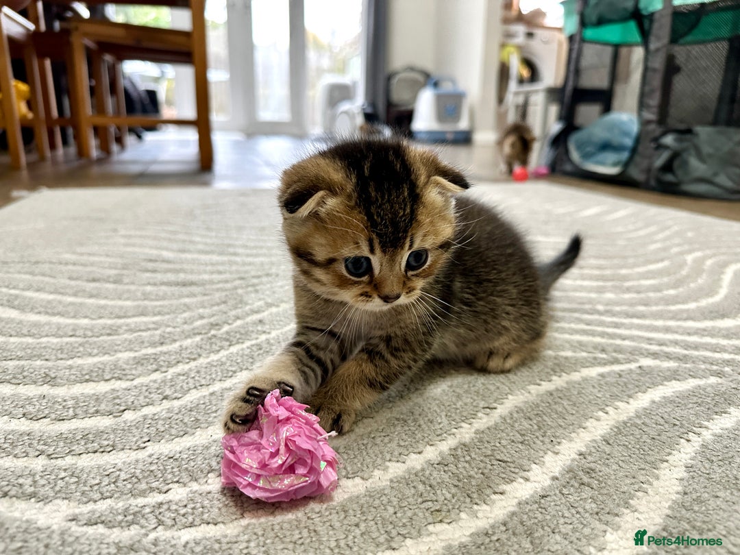 Scottish Fold cats for sale: Scottish Fold Kittens ( only 2 left ) - Image 8