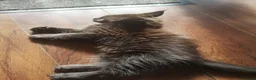 Maine Coon cats for sale: Maine Coon kittens - Advert 12