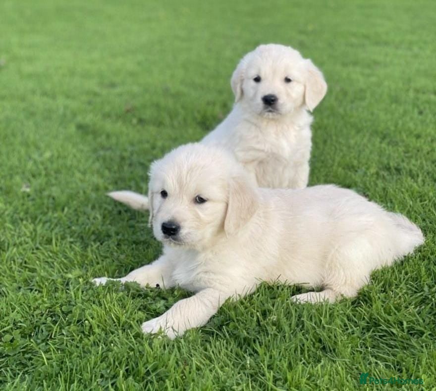 Golden Retriever dogs Extensively health tested Golden retriever puppies - Advert 3