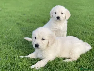 Golden Retriever dogs Extensively health tested Golden retriever puppies - Advert 3