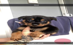 Rottweiler dogs for sale: 10 Rottweiler puppies - Image 5