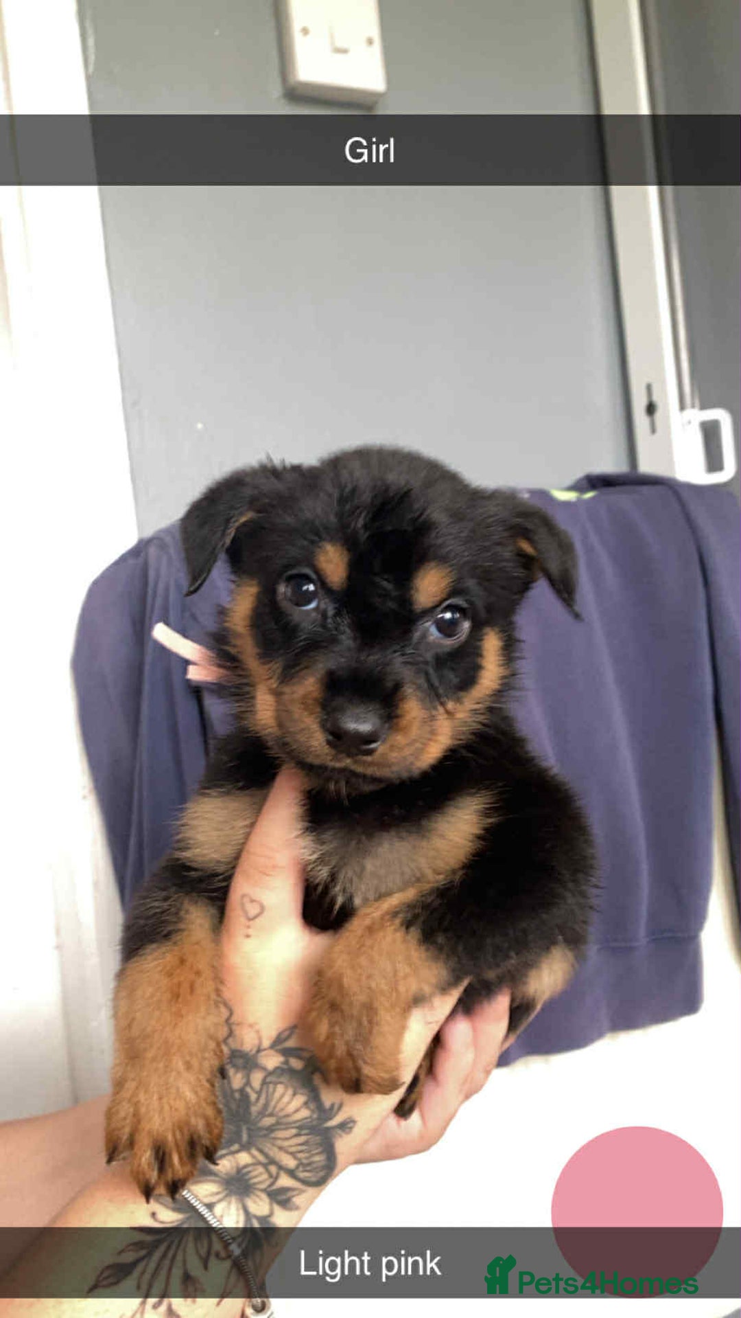 Rottweiler dogs for sale: 10 Rottweiler puppies - Image 5