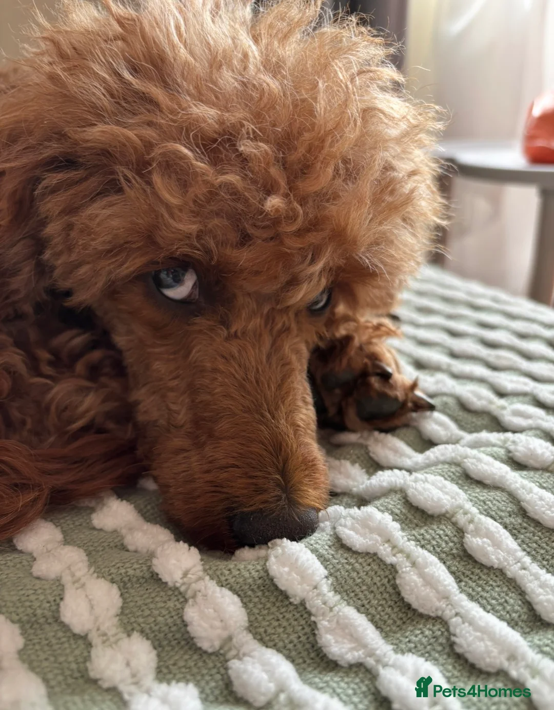Toy Poodle dogs for sale: Beautiful KC registered red toy poodle Peggie  - Advert 18