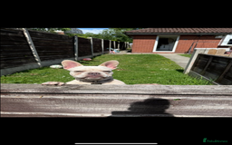 French Bulldog dogs for sale: Frenchbulldog  - Image 6
