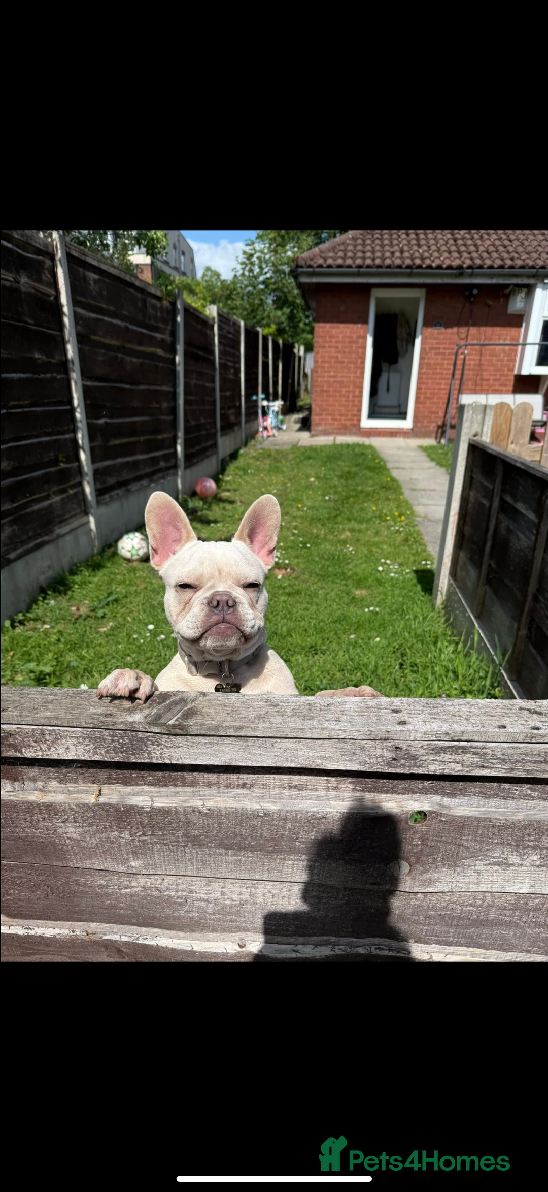 French Bulldog dogs for sale: Frenchbulldog  - Image 6